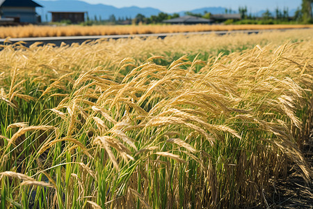丰收的农业稻田背景图片