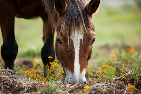 乡村田野中的马匹背景图片