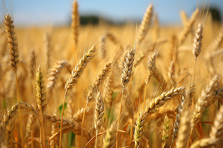 秋季金黄色的乡村稻田背景图片