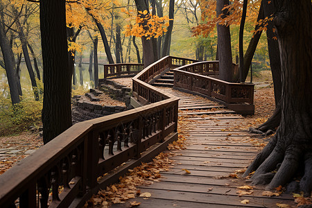 秋日森林的美丽景观图片