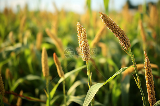户外的玉米田图片