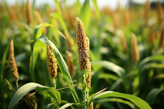 一片玉米田图片