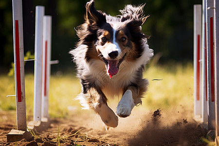 奔跑中的小狗背景图片
