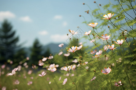 繁花似锦图片