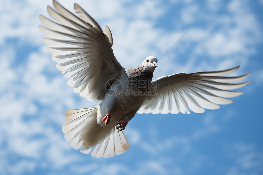 自由飞翔中的黑鸽子图片