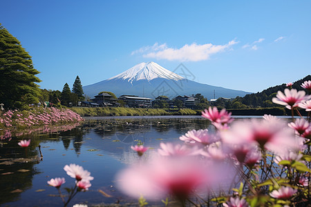 富士山湖畔花海图片