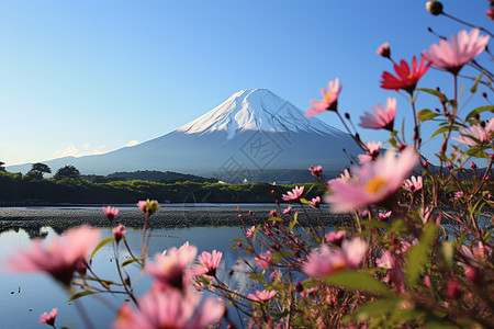 富士山前的花海图片