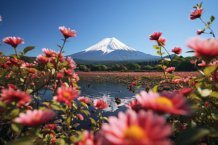 富士山背景下花草图片