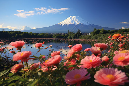 富士山前的湖泊和花朵图片