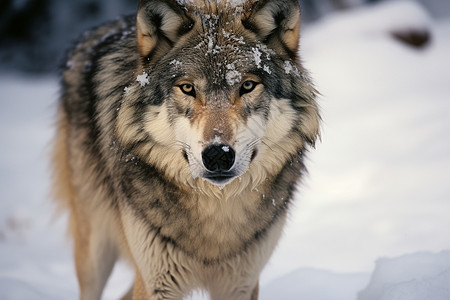 狼犬在雪地中图片