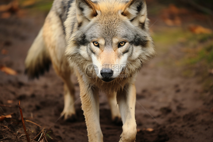 若森林狼欲在季后赛走得更远必须在关键时刻减少失误并提升第四节得分稳定性
