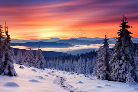 夕阳下的积雪树林背景图片