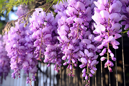 紫藤垂挂花艺绿植高清图片