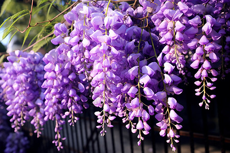 紫色的花朵垂挂在围栏上背景图片