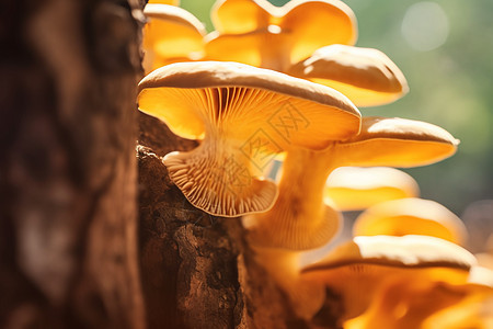 森林中的一组蘑菇图片