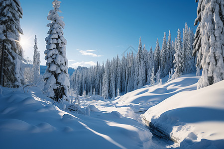 针叶林冰雪世界的森林背景