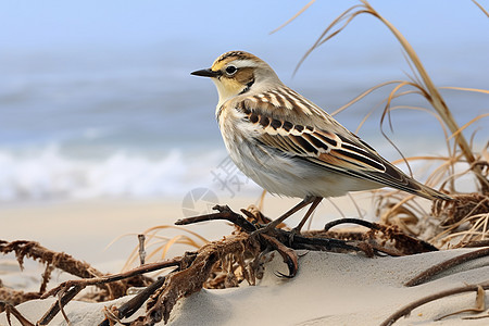 沙滩上一只鸟图片