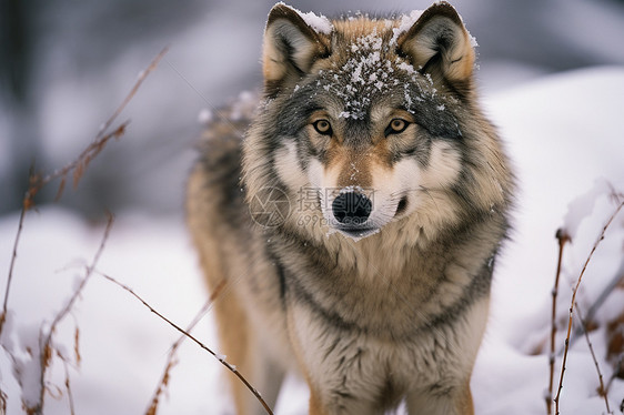 狼在雪地中凝视图片