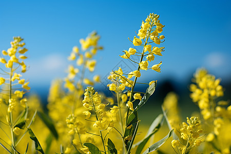 金黄色的油菜花背景图片