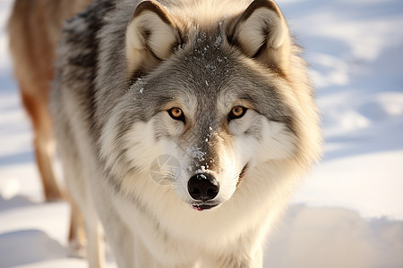 野生动物的孤狼图片
