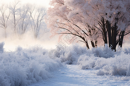 冬季白雪覆盖的森林景观图片