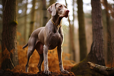秋季森林中的威玛纳犬图片