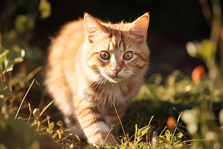 草地上的小猫背景图片