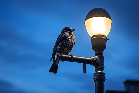 夜幕下路灯上的鸟儿图片