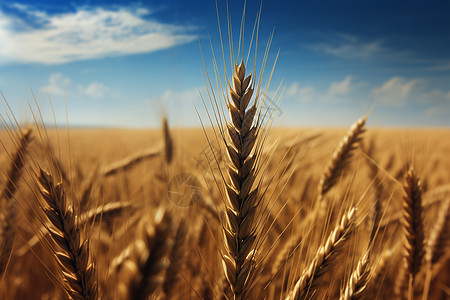 乡村农业种植的稻田图片