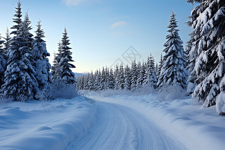 冬日白雪覆盖的丛林景观背景图片