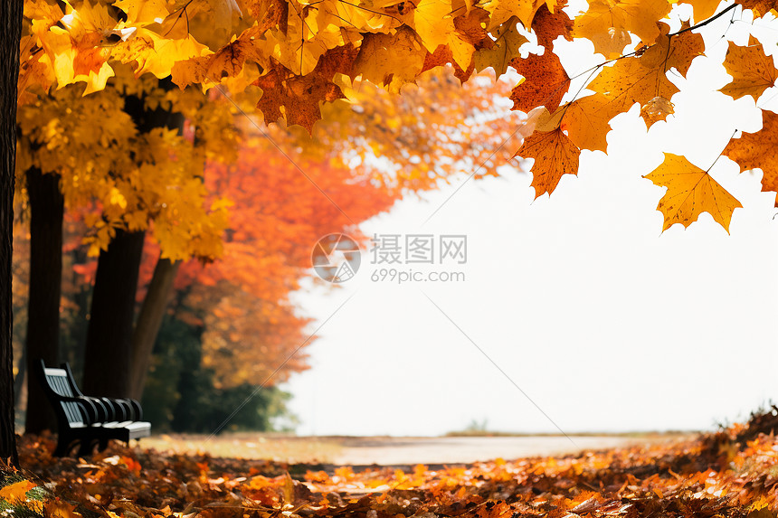 秋天公园里树叶飘落图片