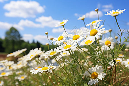 美丽草原上的菊花高清图片