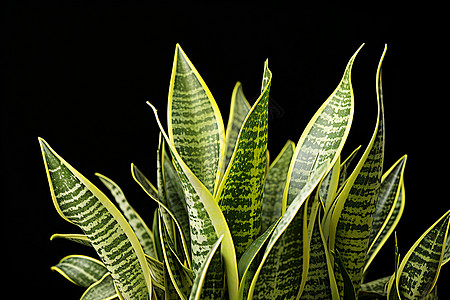 墙上植物纹理细腻的绿叶背景