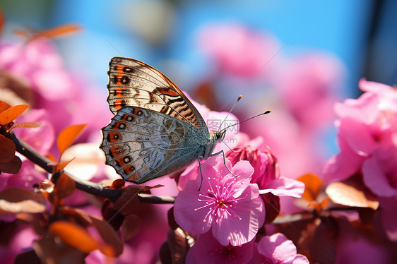 蝴蝶停在粉色花朵上图片
