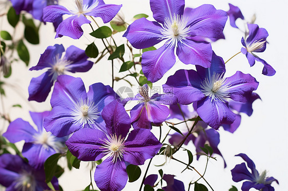 紫色美丽的花束图片