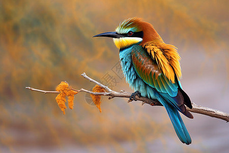 色彩斑斓的蜂鸟图片