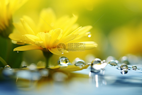户外黄色花朵上的水珠图片