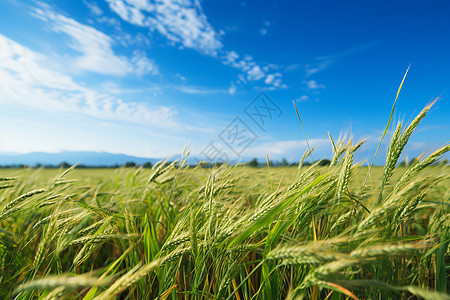 农田里面种植的稻谷背景图片