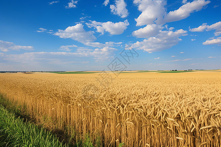 秋季田野中的麦子背景图片