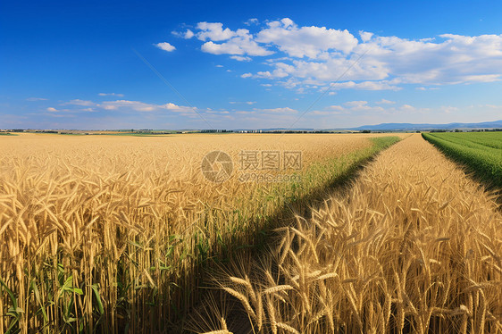 户外农田里面的麦子图片