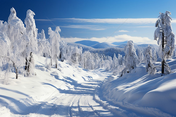 白雪皑皑的森林道路图片