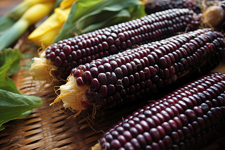 紫色的美味玉米图片