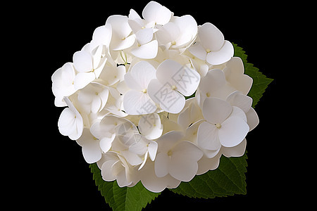 美丽的白色绣球花图片