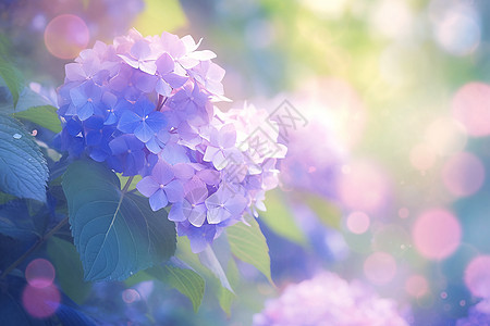 茂盛的紫色绣球花图片