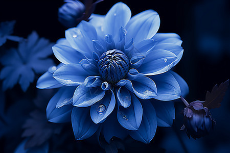 蓝色花绽放图片