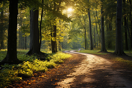 秋季森林的道路图片