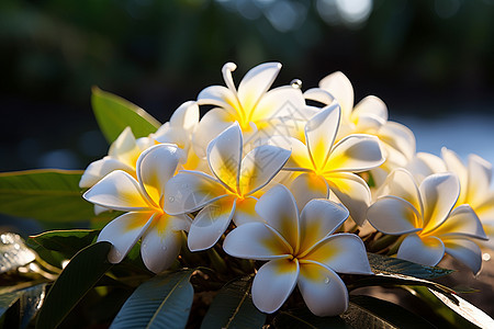 热带美丽花朵图片