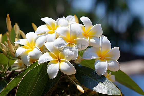 盛开的热带花朵图片