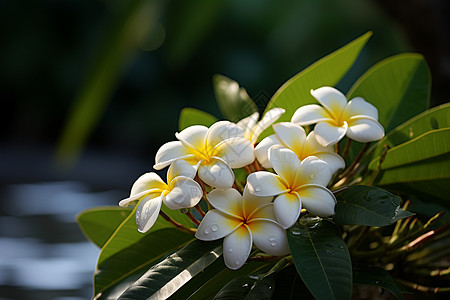 热带白色花朵图片