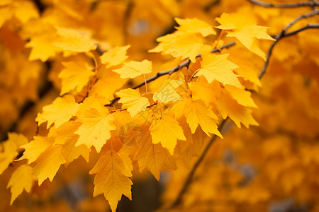 秋日黄叶下的一棵树图片